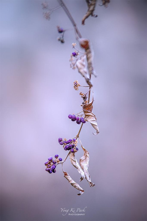 120_4708_10-st-s-Winter garden-2.jpg