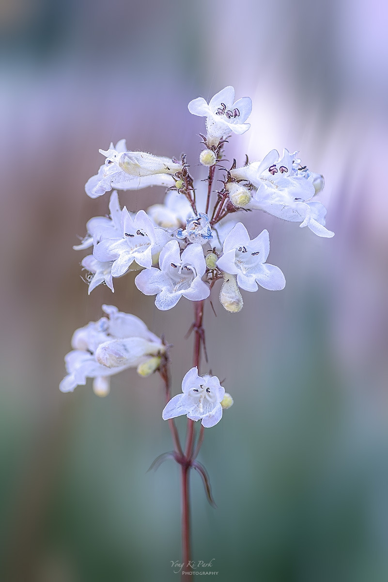 130_8172-76-st-2-s-A garden walk-2024-20.jpg