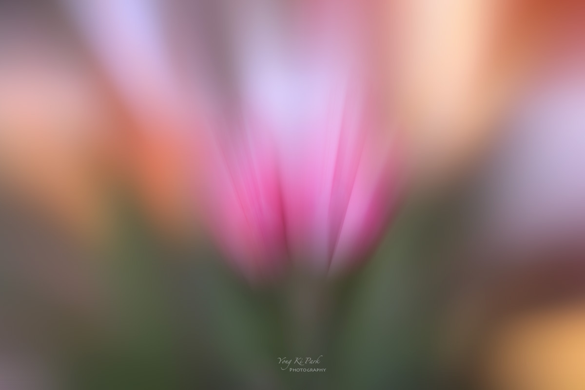 124_5645_52-st-m-s-Floral abstract-8.jpg