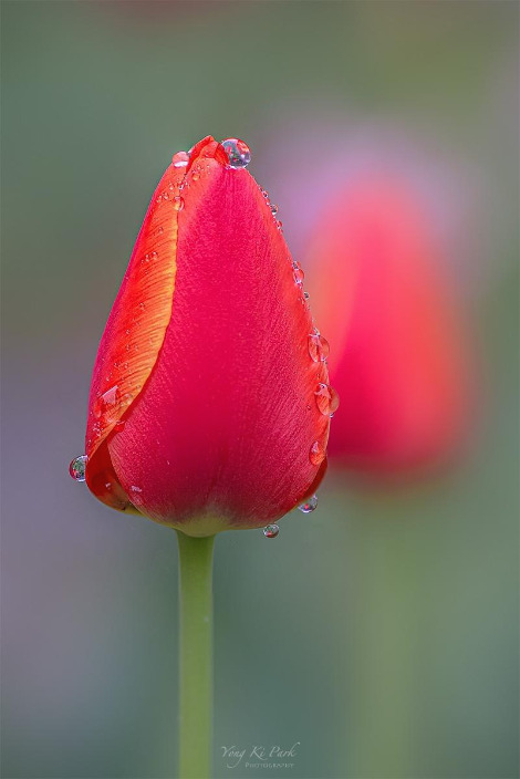 121_1102_03_04-st-s-So spring has come and is going-6.jpg