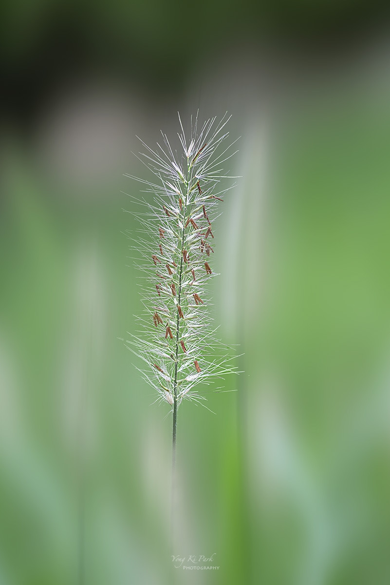 137_0162-66-st-s-Dreaming flower-2025-38.jpg