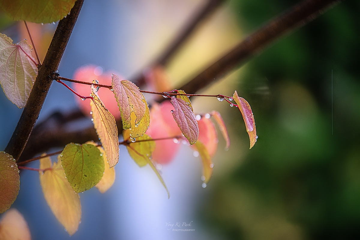 127_4920-22-st-s-Touch of autumn-9-2.jpg