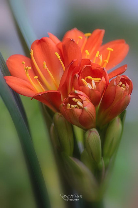 310_3899-m-s-Spring is there-7.jpg