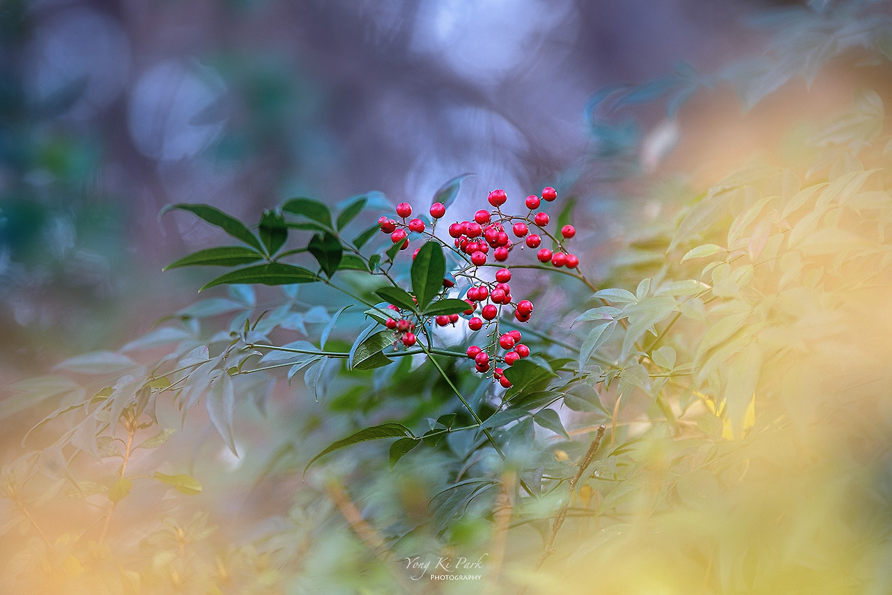 120_1754-s-The reds-1.jpg