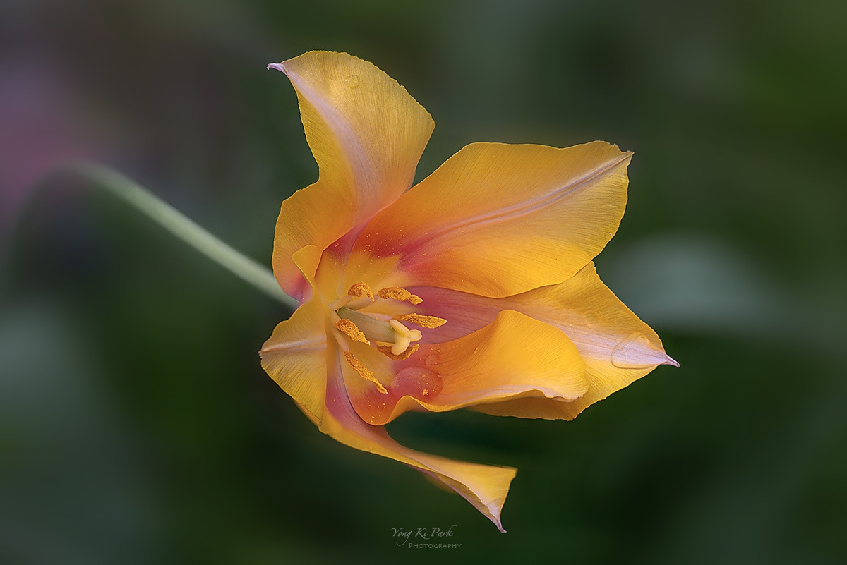 135_2999-3006-st-s-Spring that came to me-34.jpg