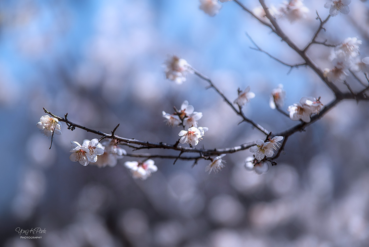 116_5795-s-Spring is there-9.jpg