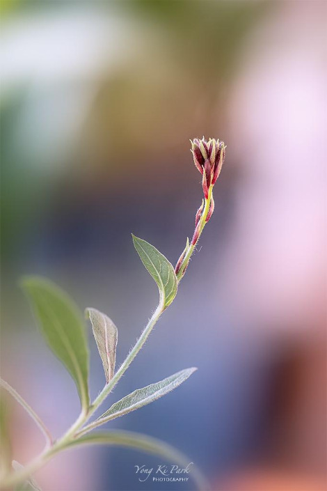 120_5357-62-st-s-A preview of spring-5.jpg