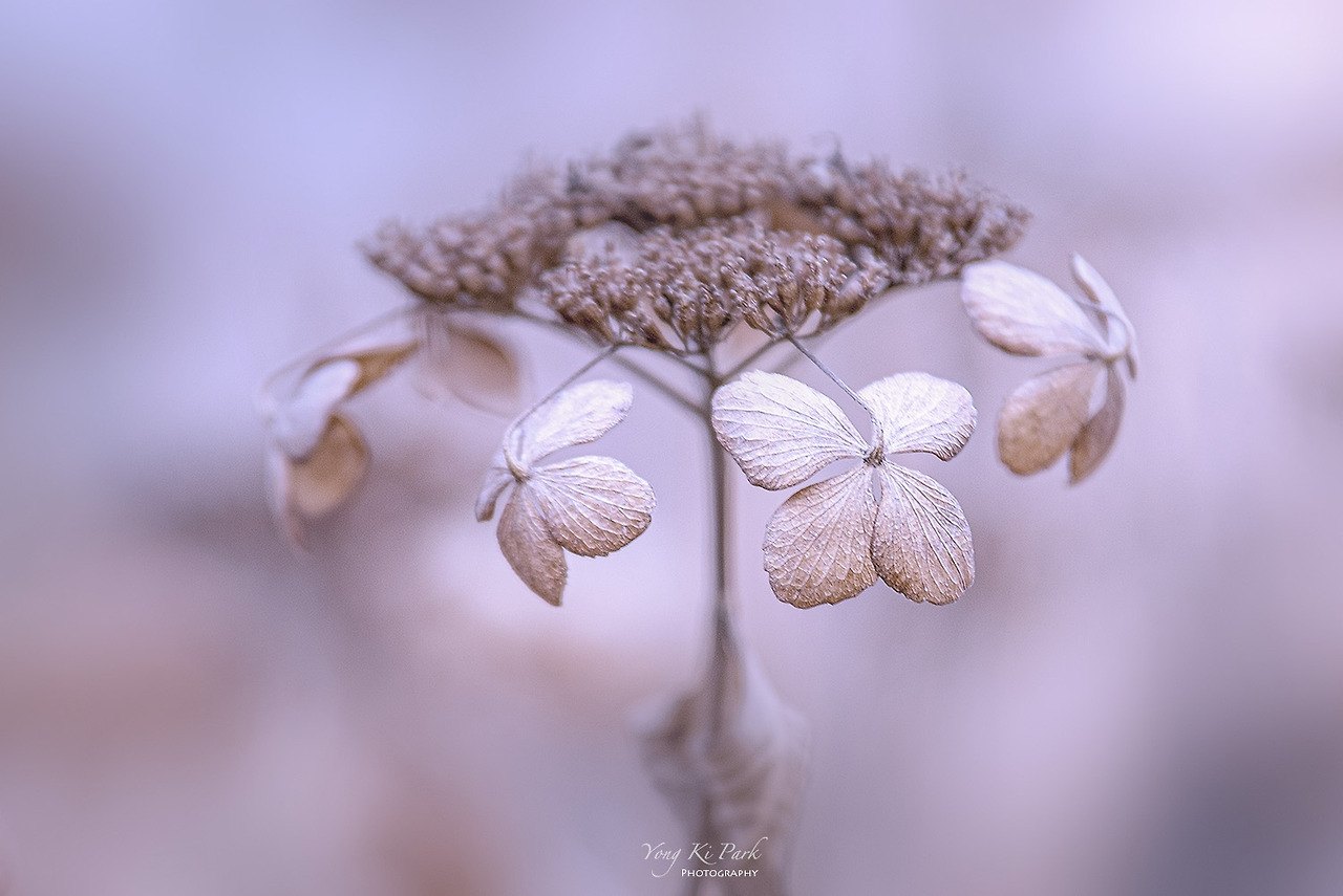 120_4733-3-s-Winter garden-5-2.jpg