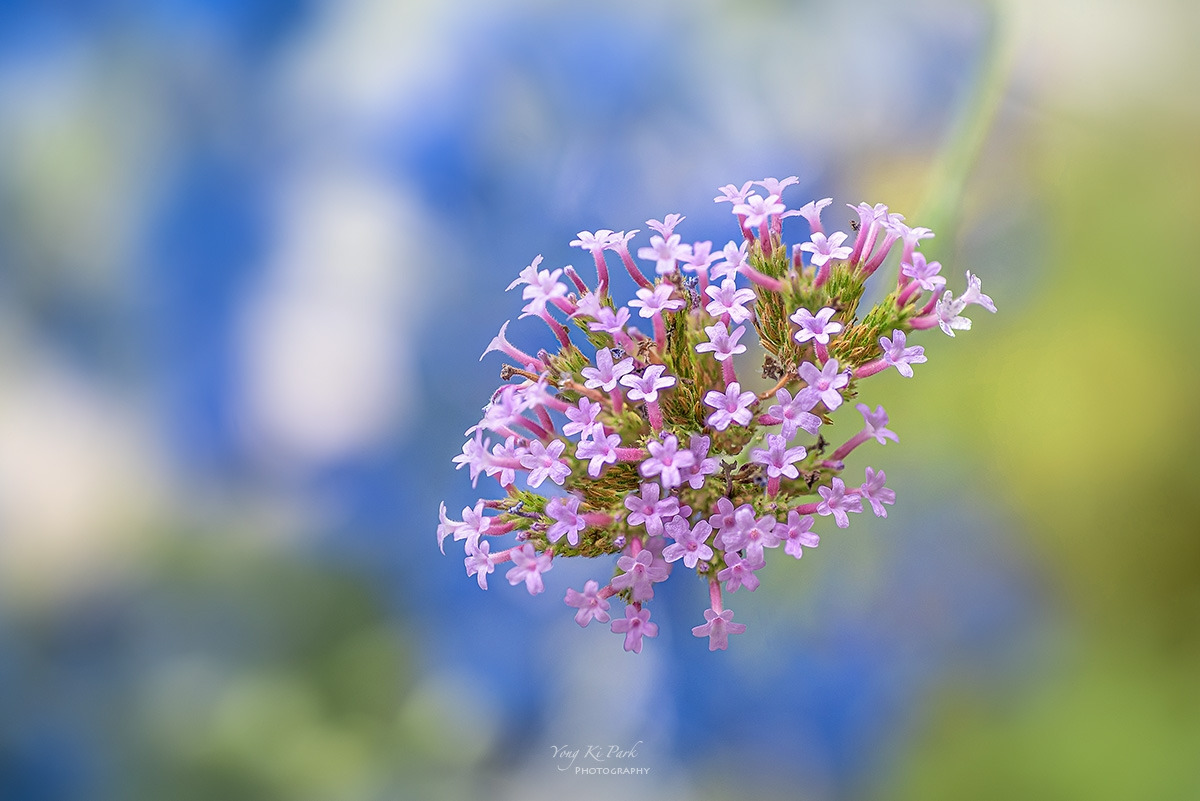 126_0350-55-st-s-Flowers in my balcony garden-2023-4.jpg