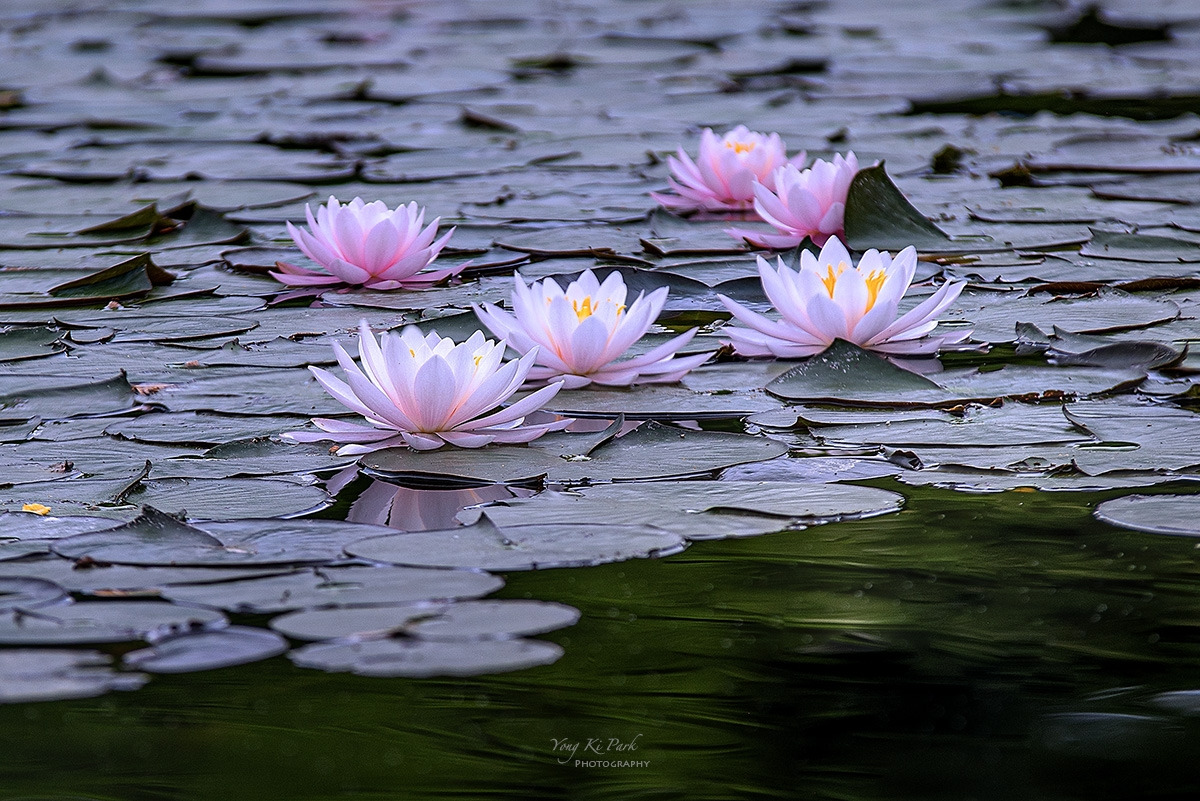 125_7706-10-st-c-s-A walk in the garden-12.jpg