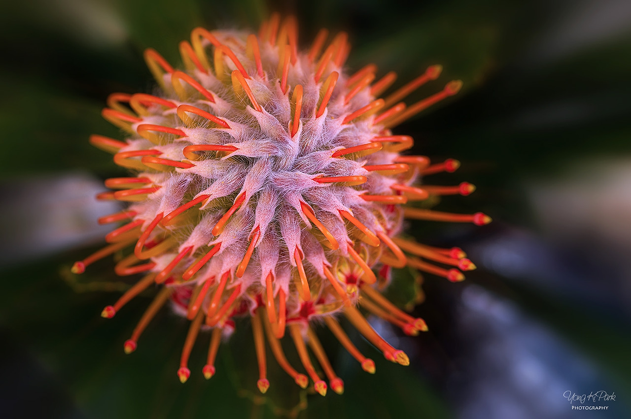 116_2345-s-Hawaii-마우이에서 만난 꽃-Protea.jpg