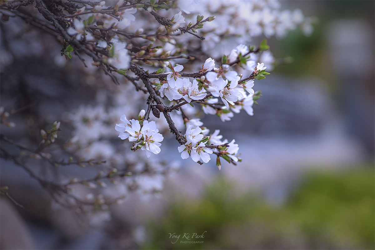 120_9335_34-st-s-At spring-12.jpg