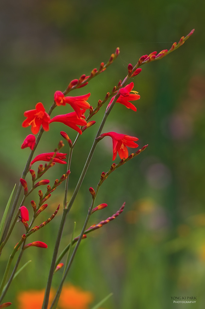 306_5329-s-In the garden of Monet-7-crocosmia.jpg