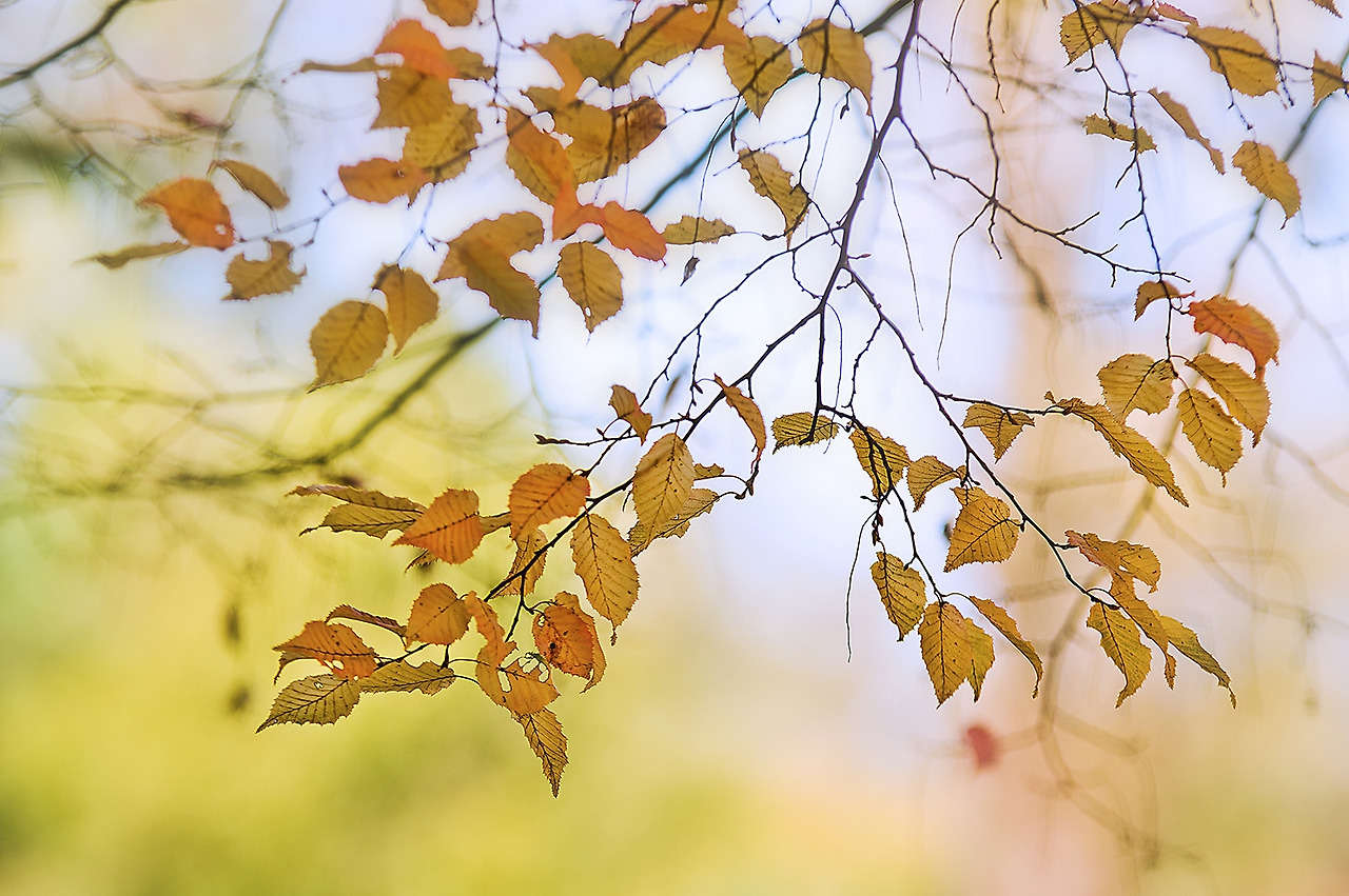 303_9609-2-s-A painting drawn by Autumn.jpg