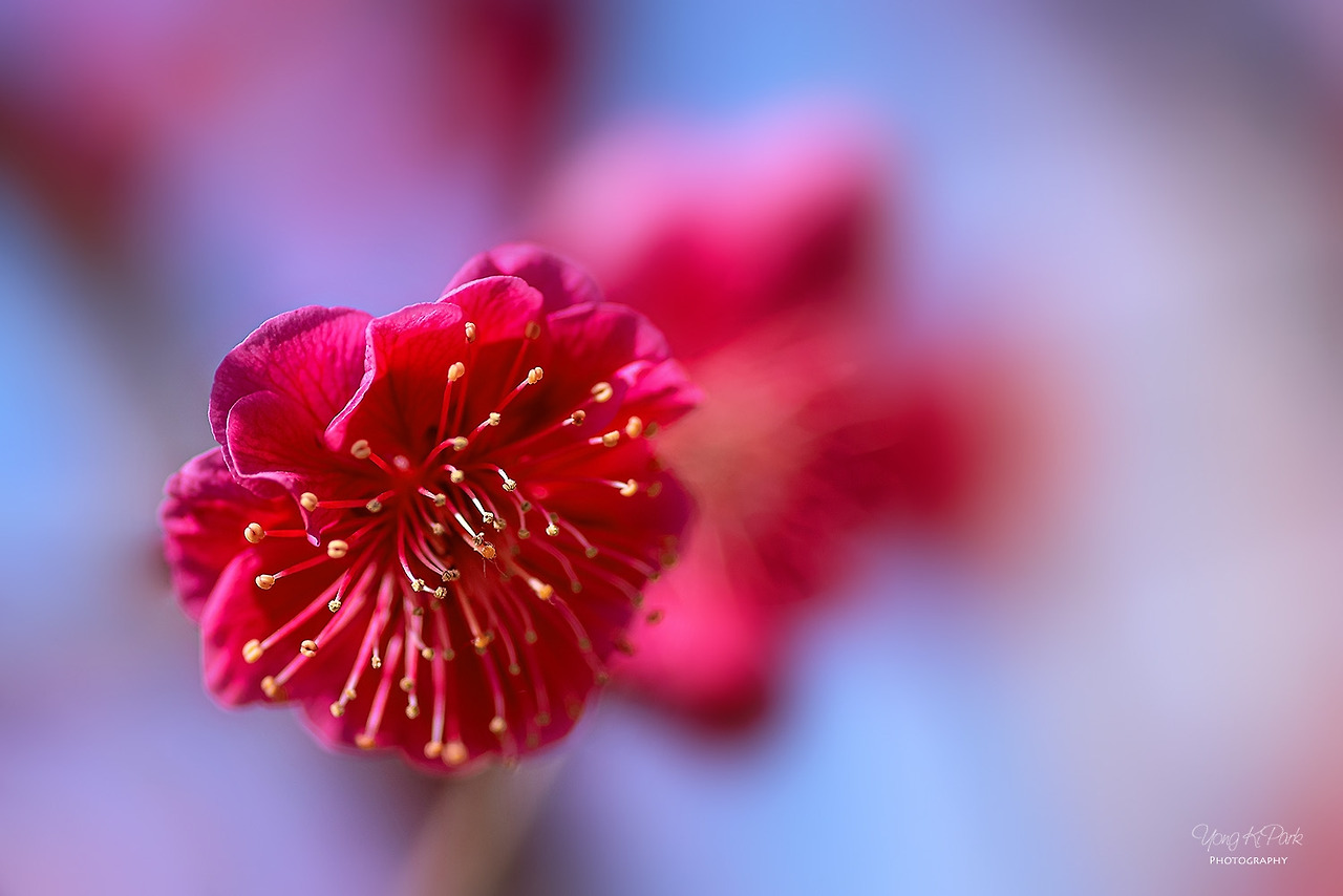 116_5768-c-s-Spring is there-8.jpg