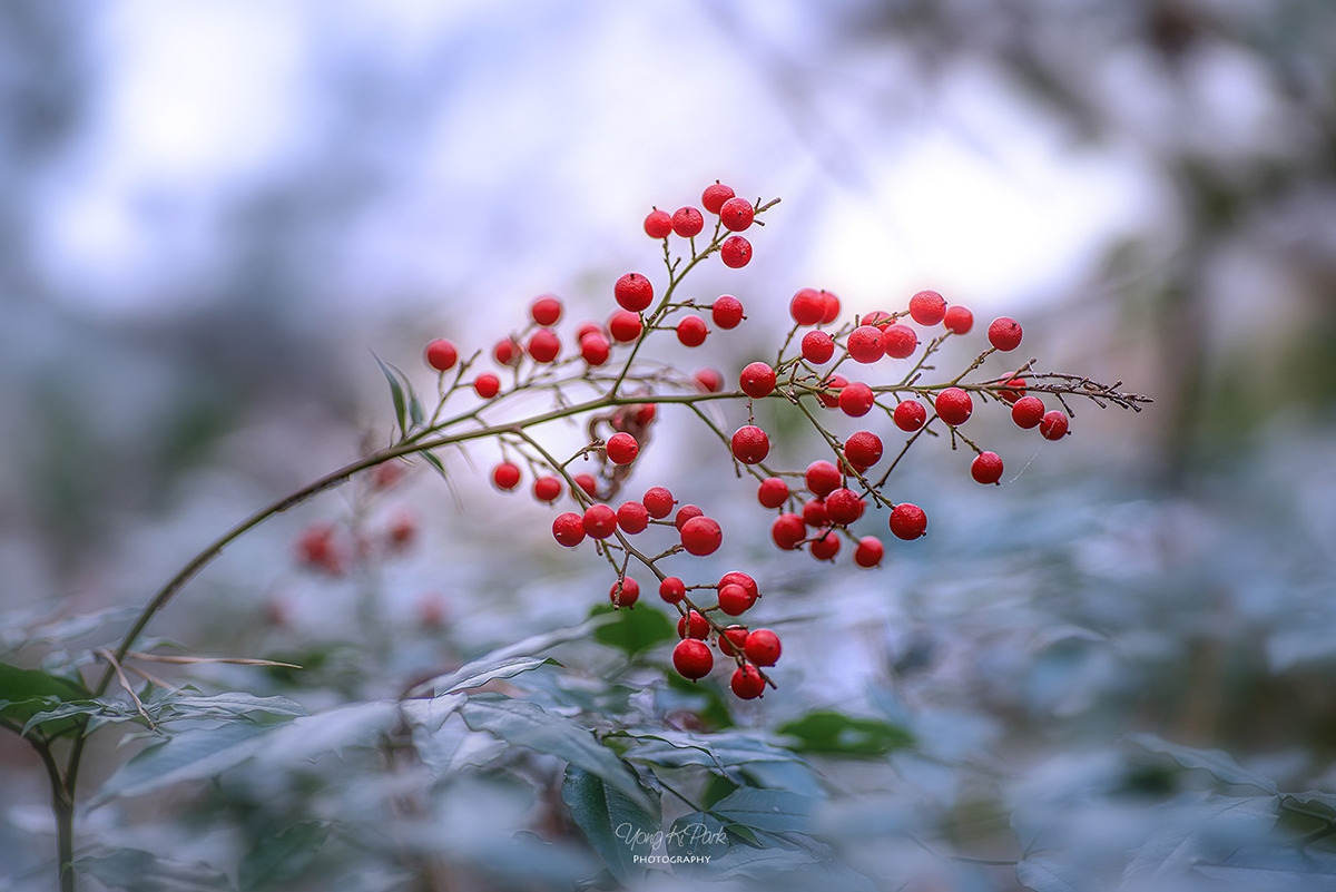 118_2658-s-AF-The reds in December-1.jpg