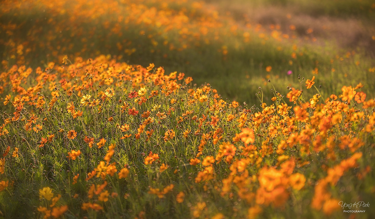 115_3897-s-A precious moment of autumn-18.jpg