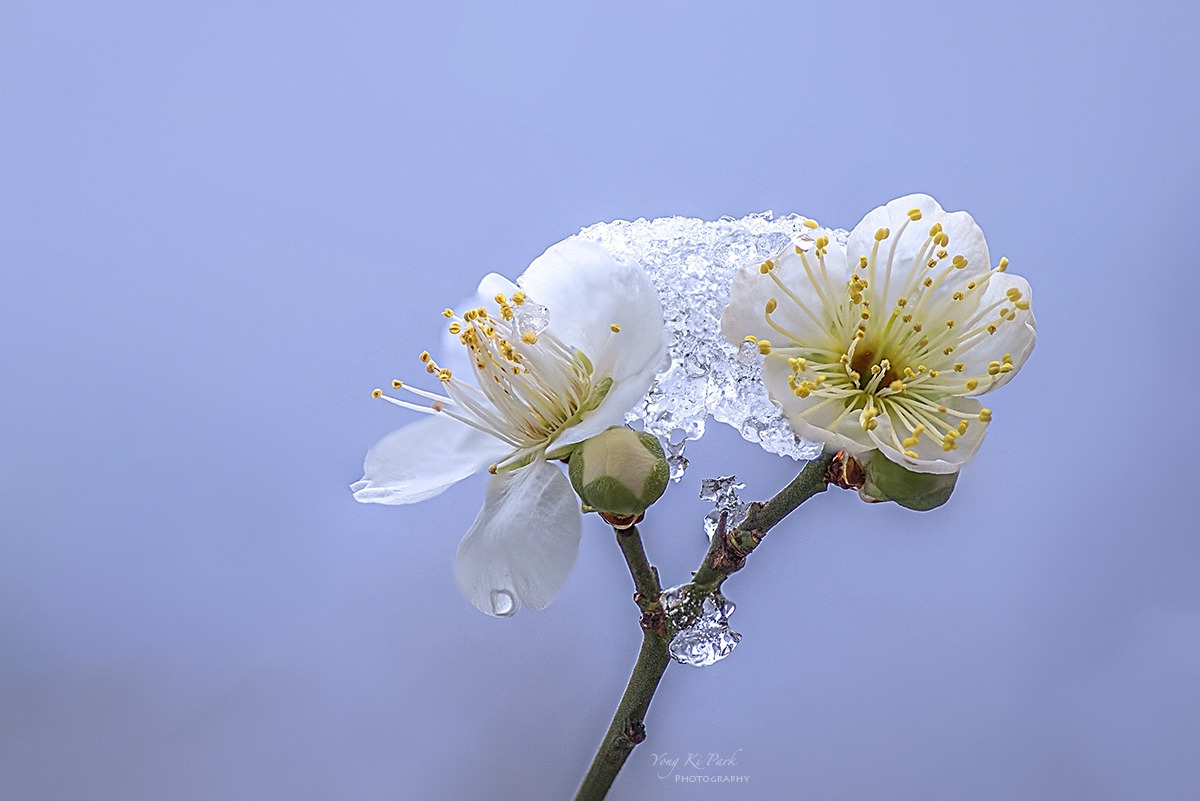 134_2112-21-st-s-Spring snow-2025-1.jpg