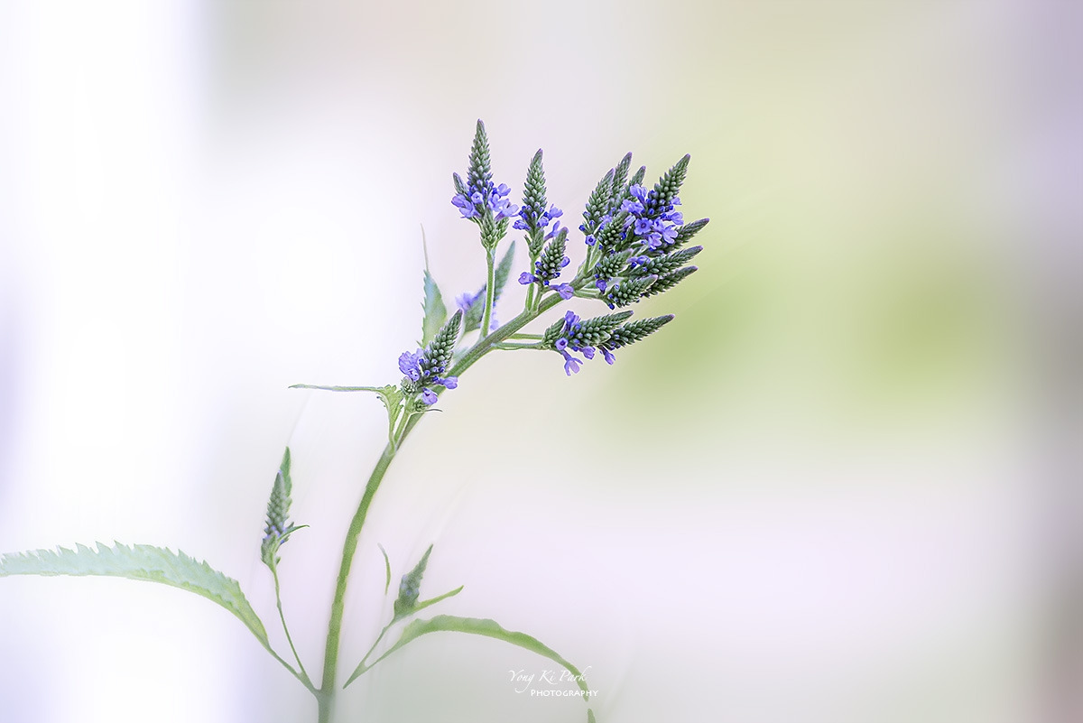 136_5228-30-st-s-Sleep in the garden-5.jpg