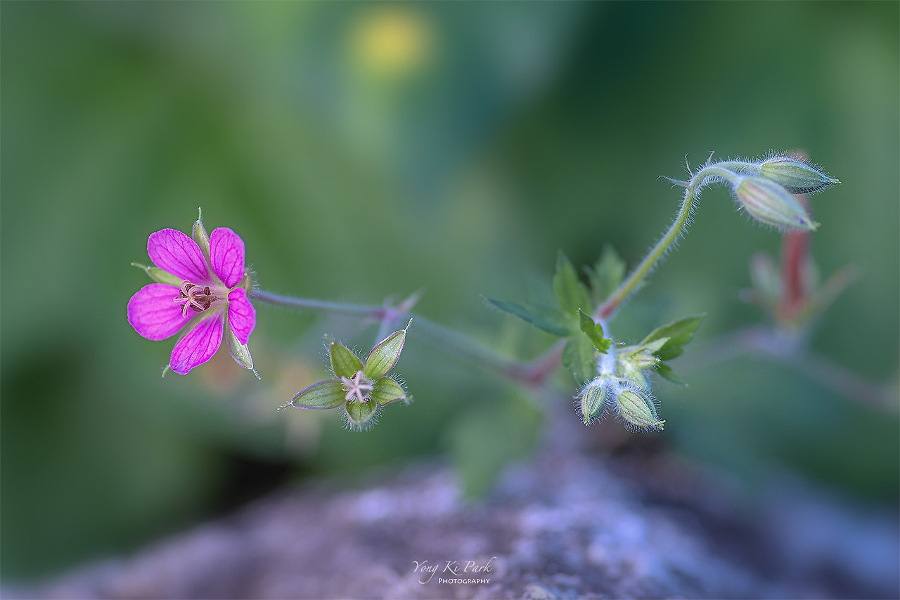 119_4854_53-st-c-s-The summer in Muju-5-6.jpg