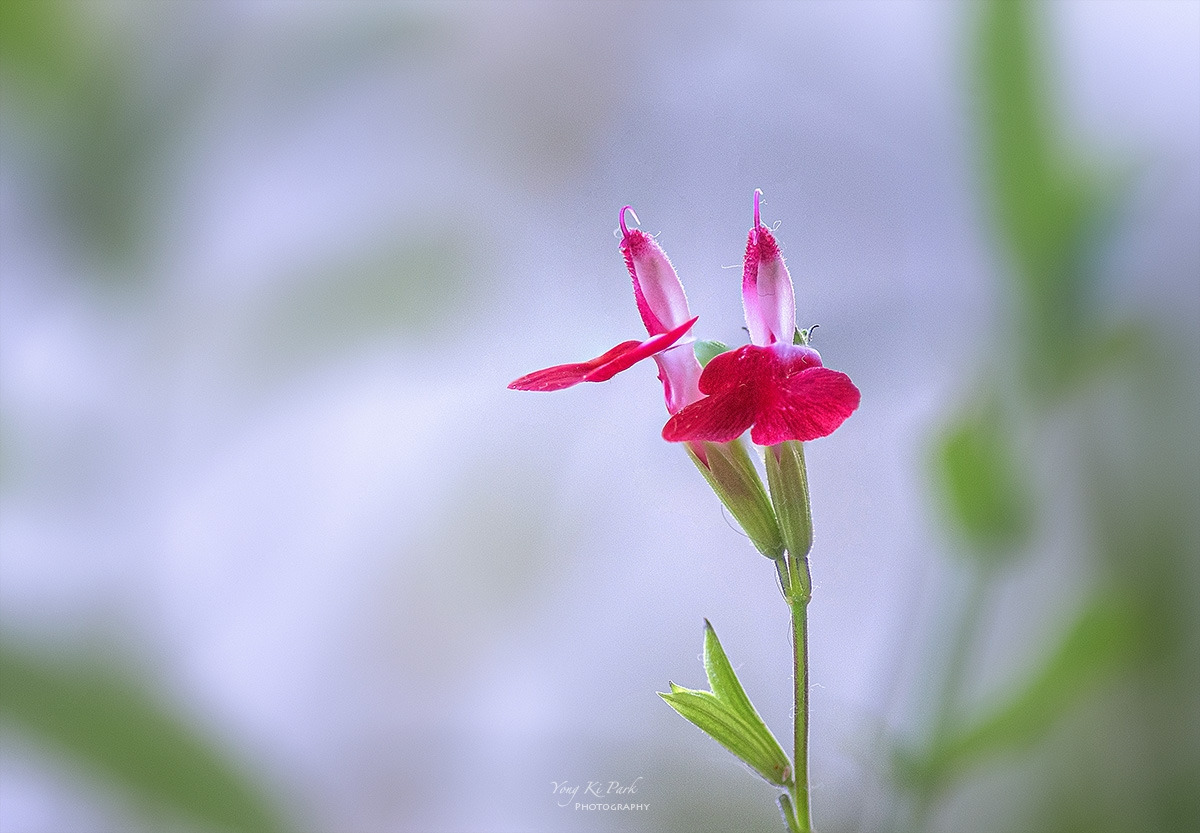 310_9040-45-st-s-Flowers in my balcony garden-2.jpg