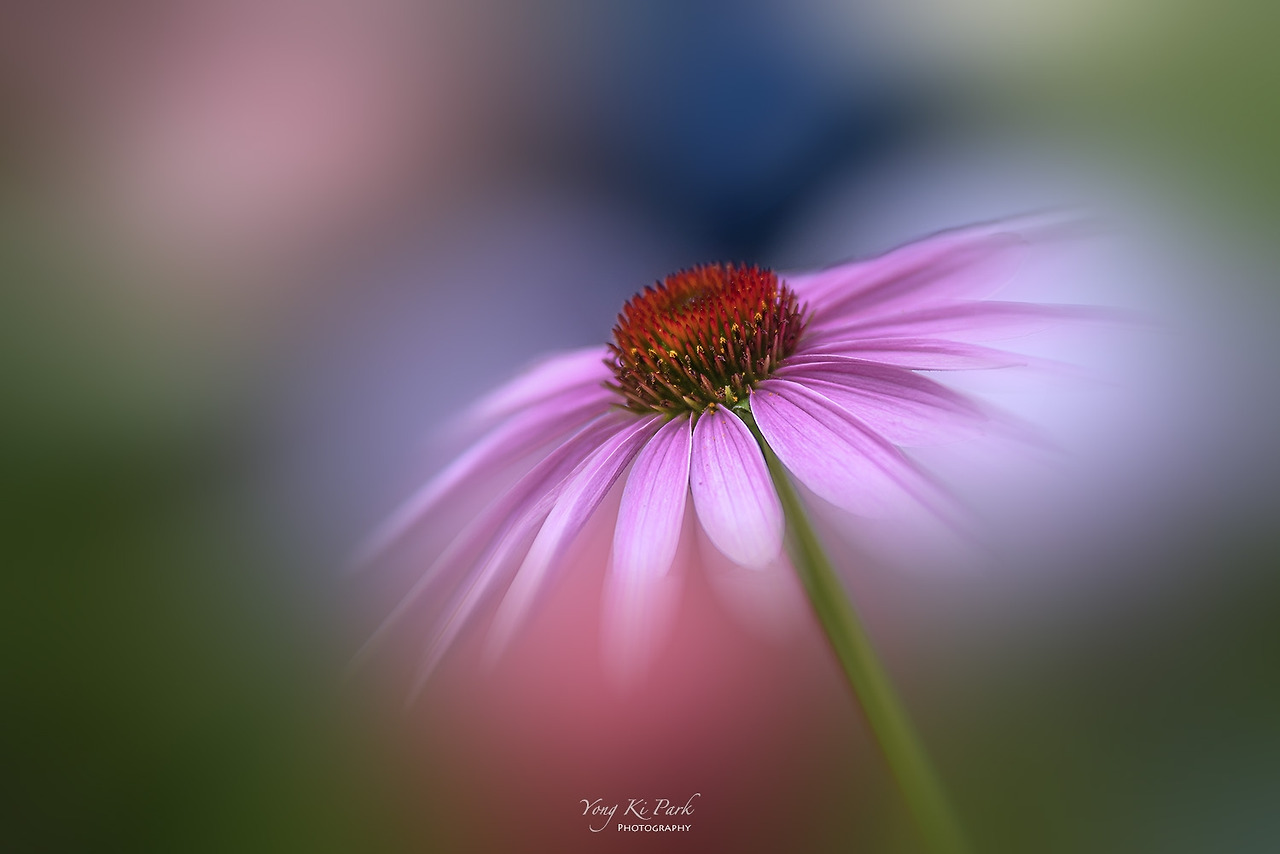 119_3368-m-s-Poetic summer-21.jpg