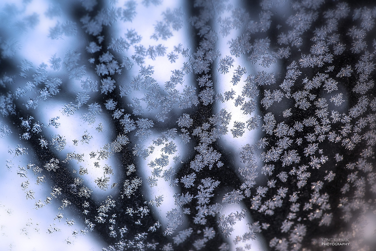 109_2522-s-Winter flower.jpg