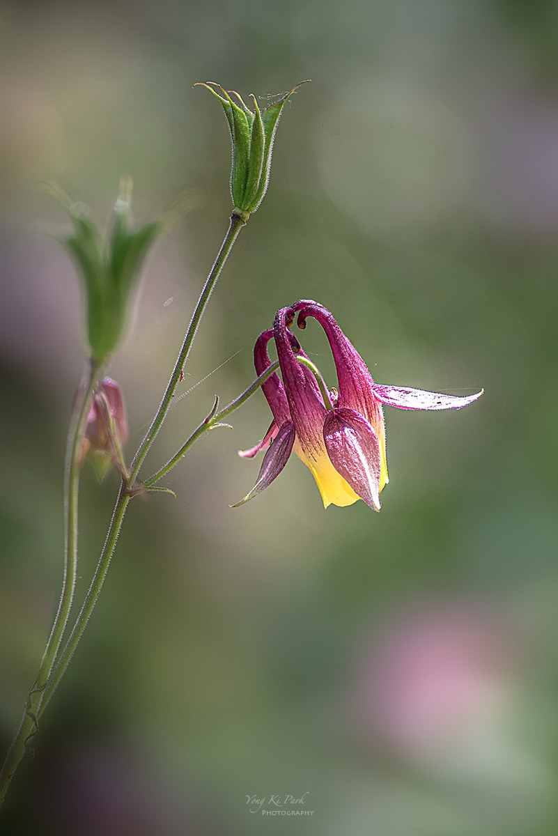 135_7575-79-st-s-Whadam forest-4.jpg