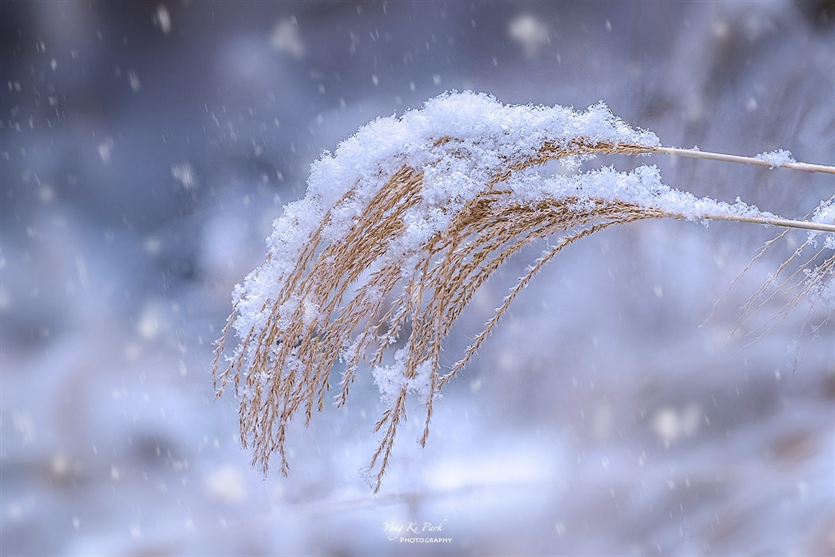 128_2915-17-st-s-Winter morning-11-1.jpg