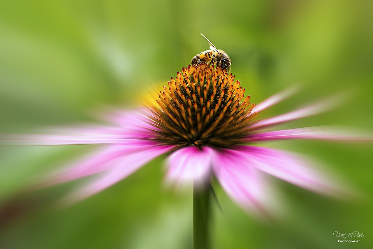 114_2715-s-At the summer garden-3.jpg