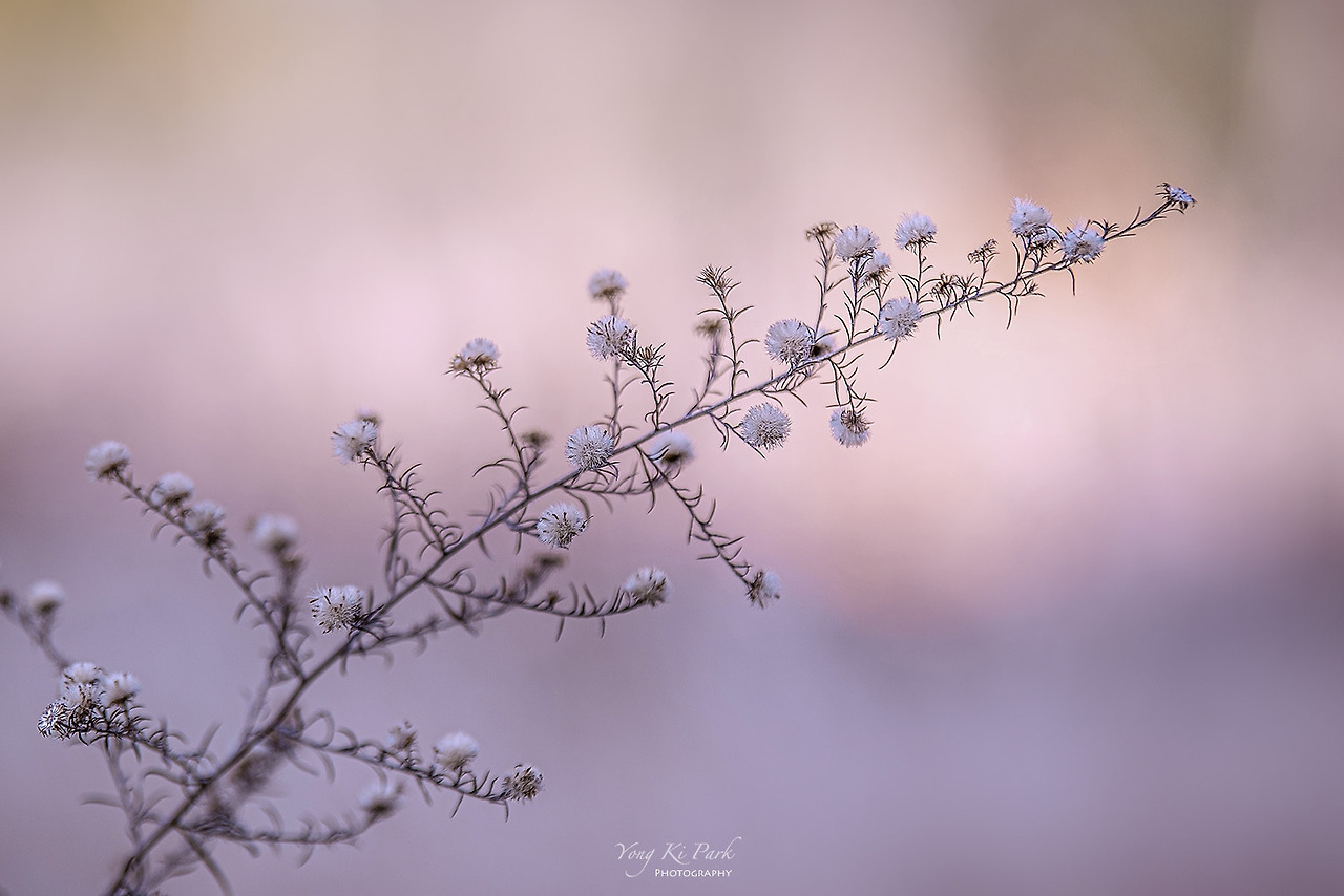 120_5932-c-s-Winter garden-9.jpg