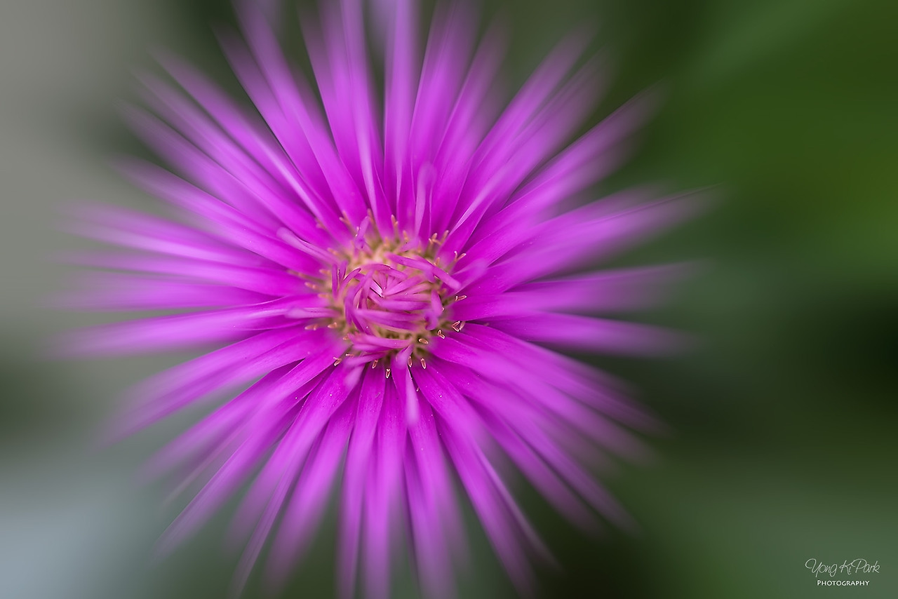 111_6729-s-Beginning of autumn-1.jpg