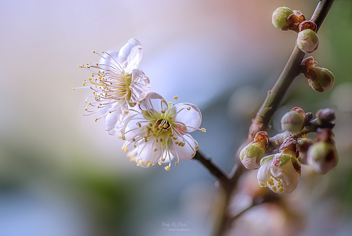 128_5089-5101-st-c-s-Beginning of spring-8.jpg