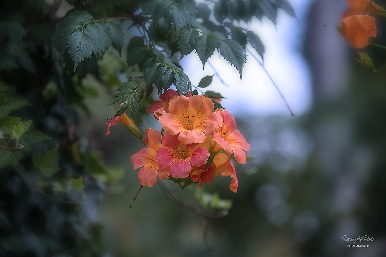 111_5455-s-Flowers surviving in hot summer-13.jpg