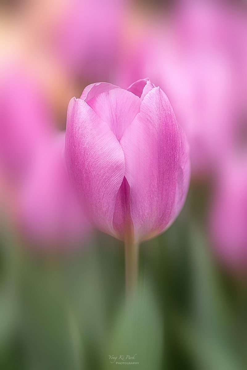 128_9529-32-st-m-s-Tulip 2024-1.jpg