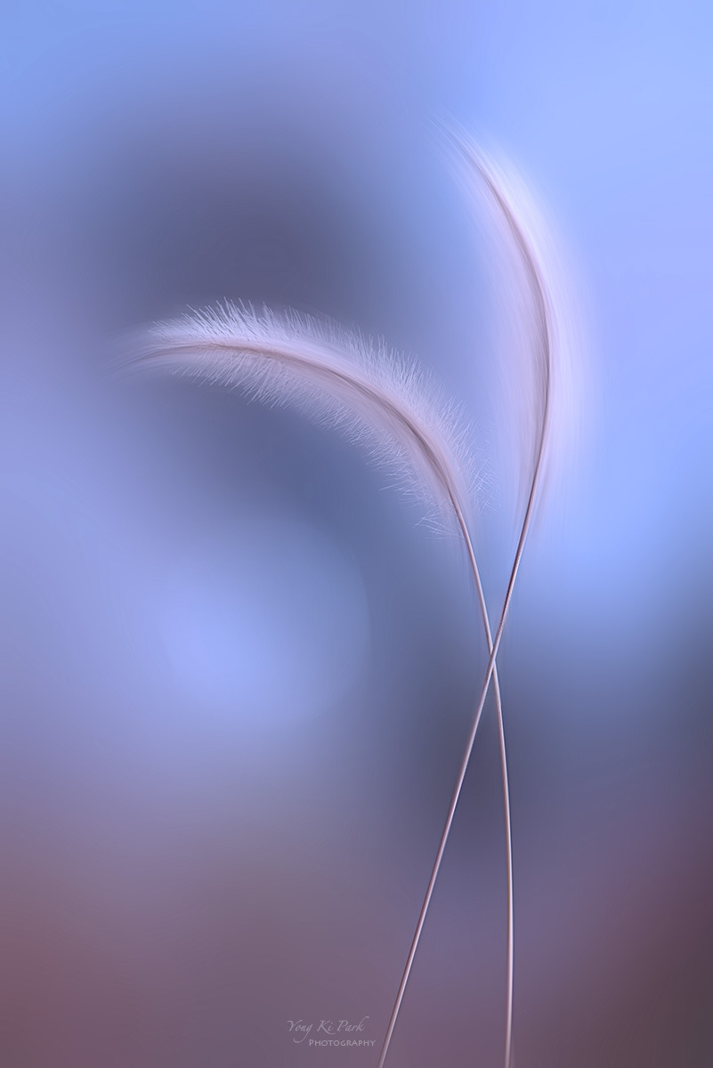 138_1173-77-st-m-s-Dreaming flower-2026-7.jpg