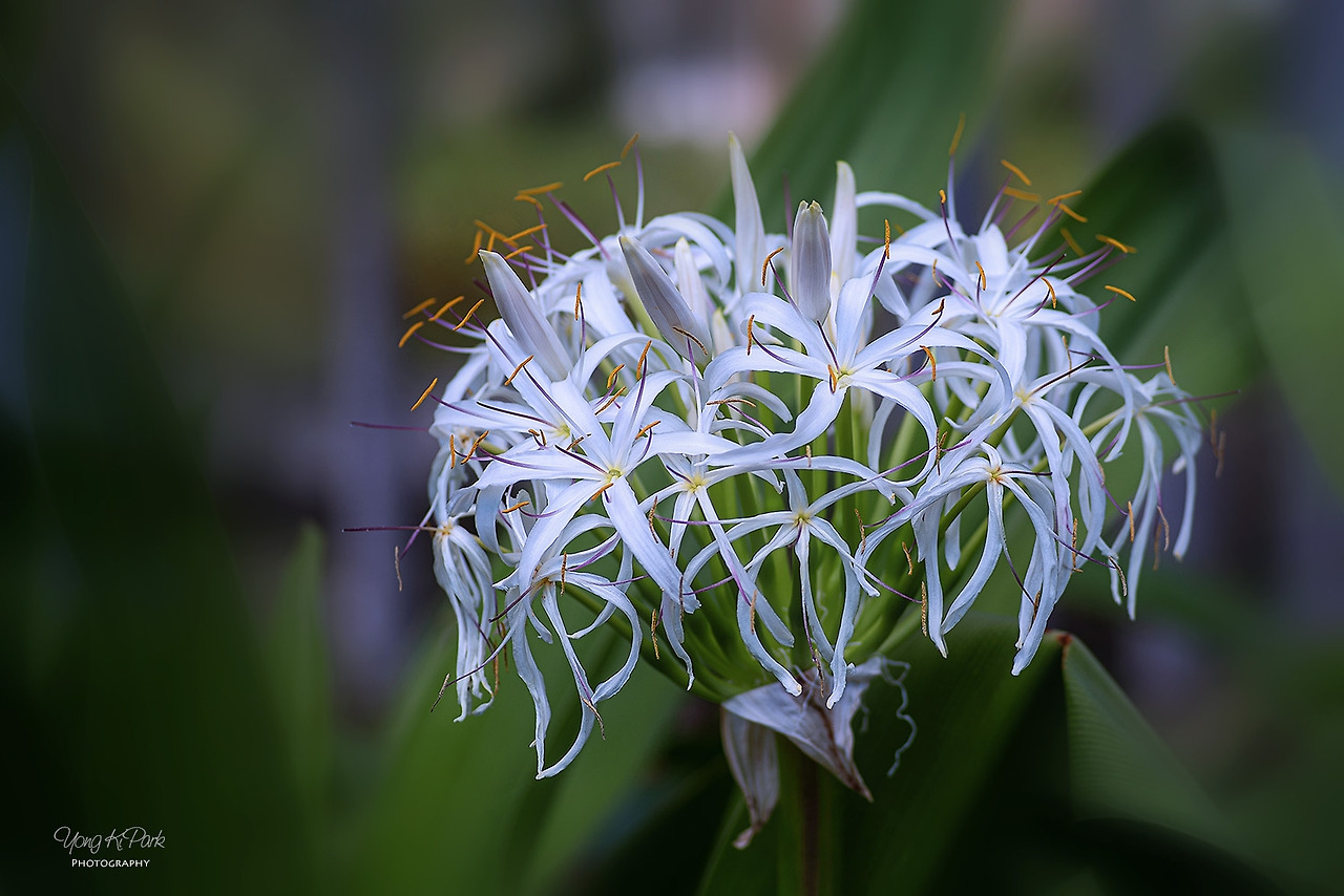 116_2683-s-Hawaii-오아후에서 만난 꽃-1.jpg