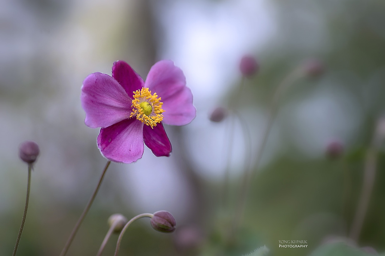 108_2000-s-At the garden of September-3.jpg