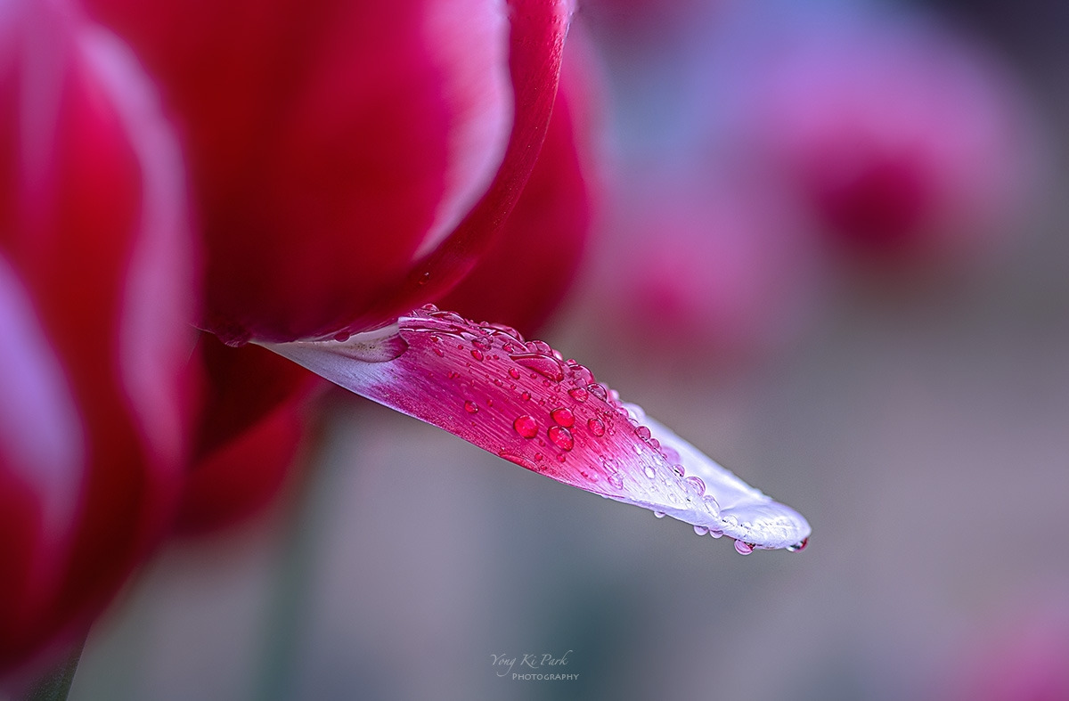 129_7796-7805-st-s-Tulip 2024-6.jpg
