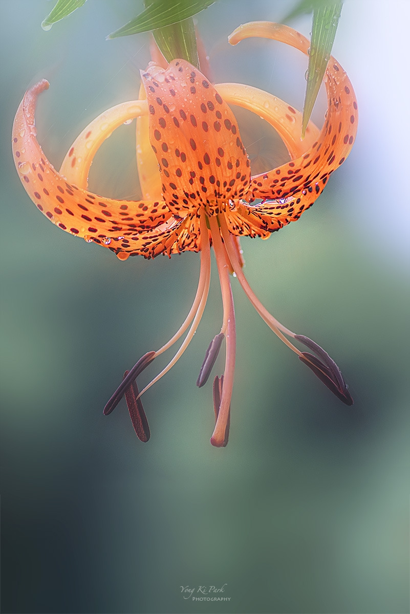 131_4535-39-st-c-m-Summer 2024-2.jpg