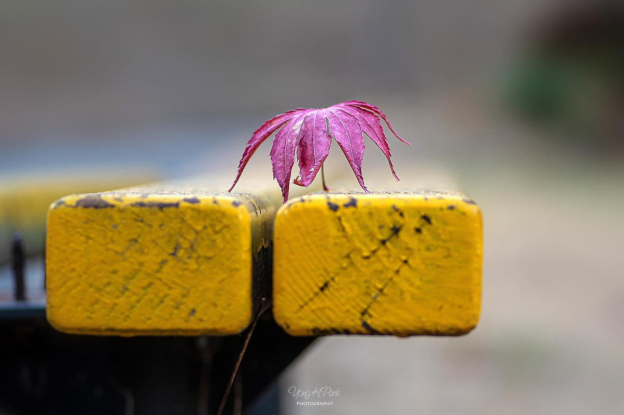 118_2821-c-s-The reds in December-10.jpg