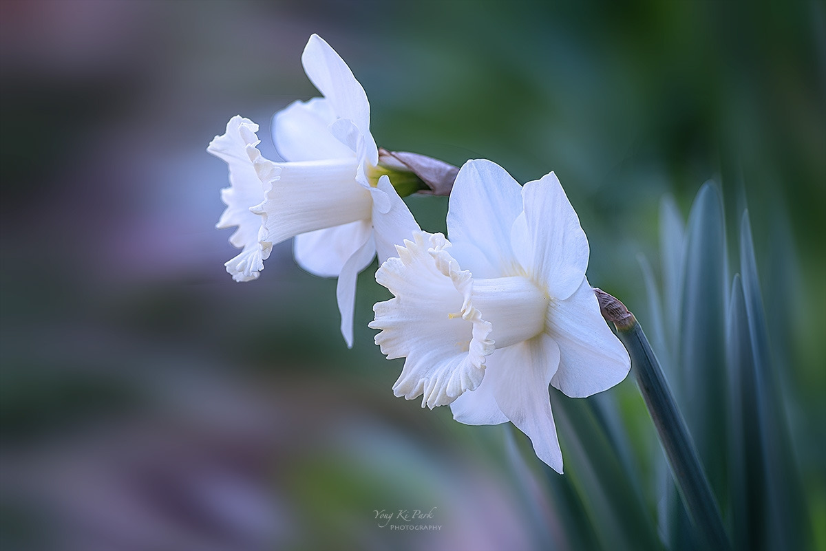 134_6768-75-st-s-Spring that came to me-26.jpg