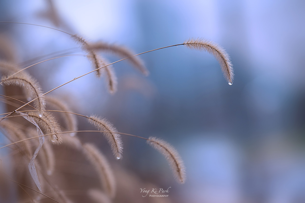 116_1555-s-AF-Winter rain-2.jpg