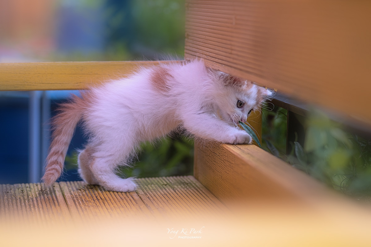 122_3894-s-Curiosity of a little kitten-3.jpg