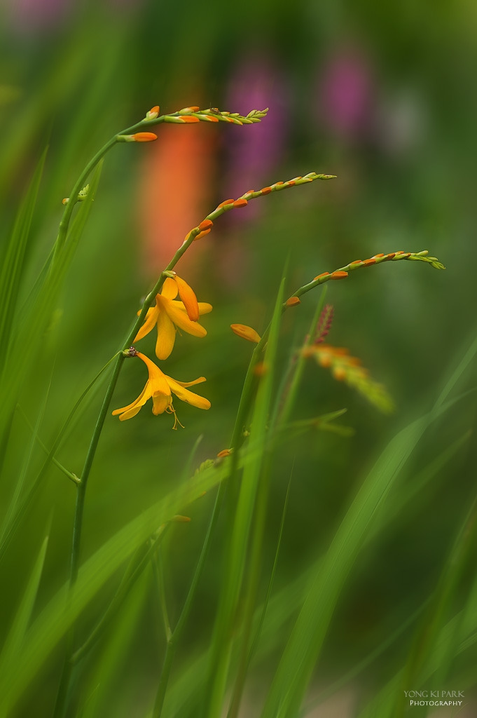 306_5325-s-In the garden of Monet-8-yellow crocosmia.jpg