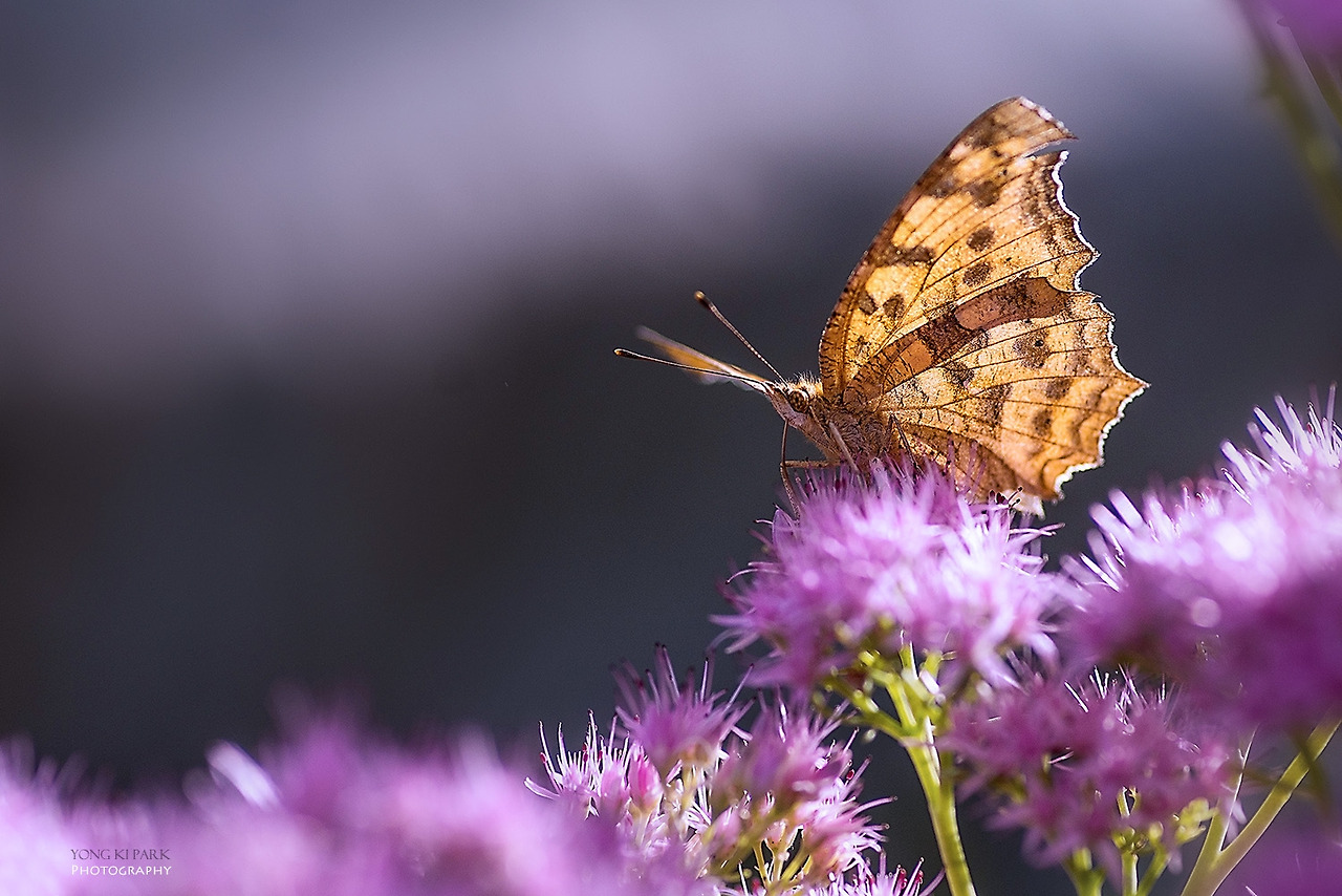 108_2059-s-At the garden of September-4.jpg