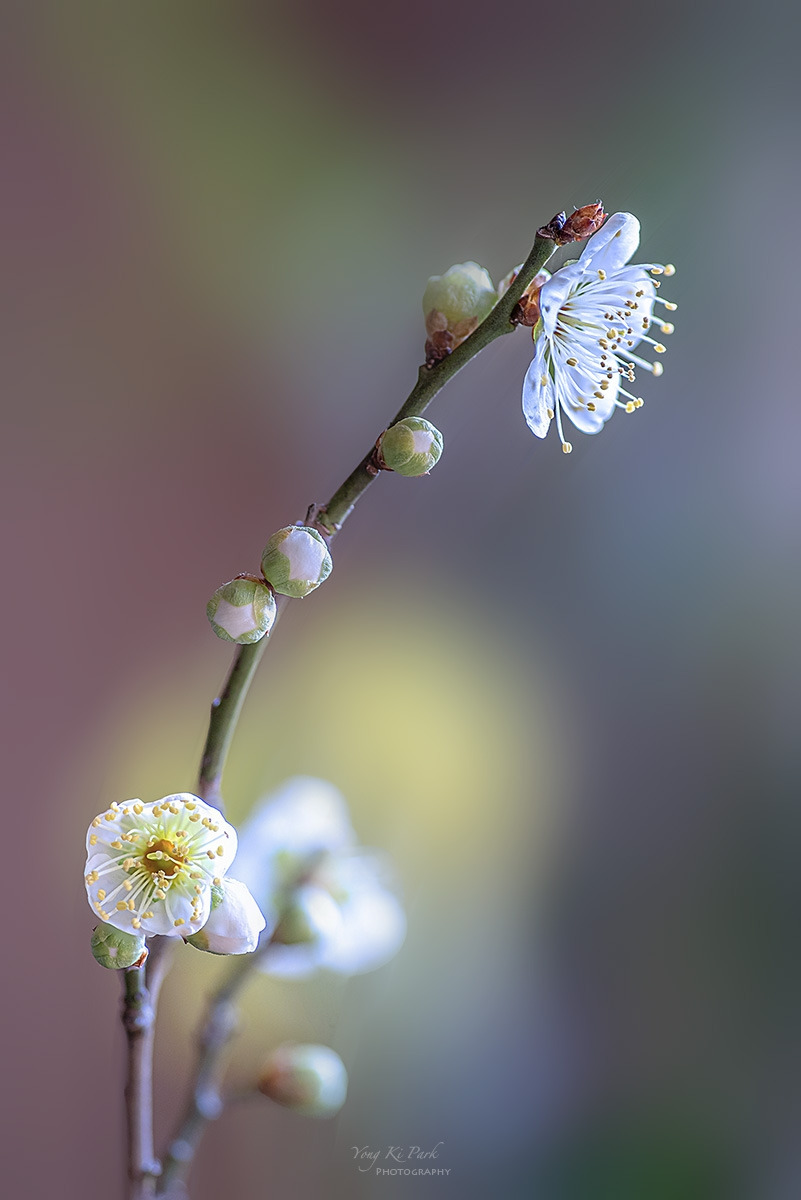 133_9663-71-st-s-Spring that came to me-2.jpg