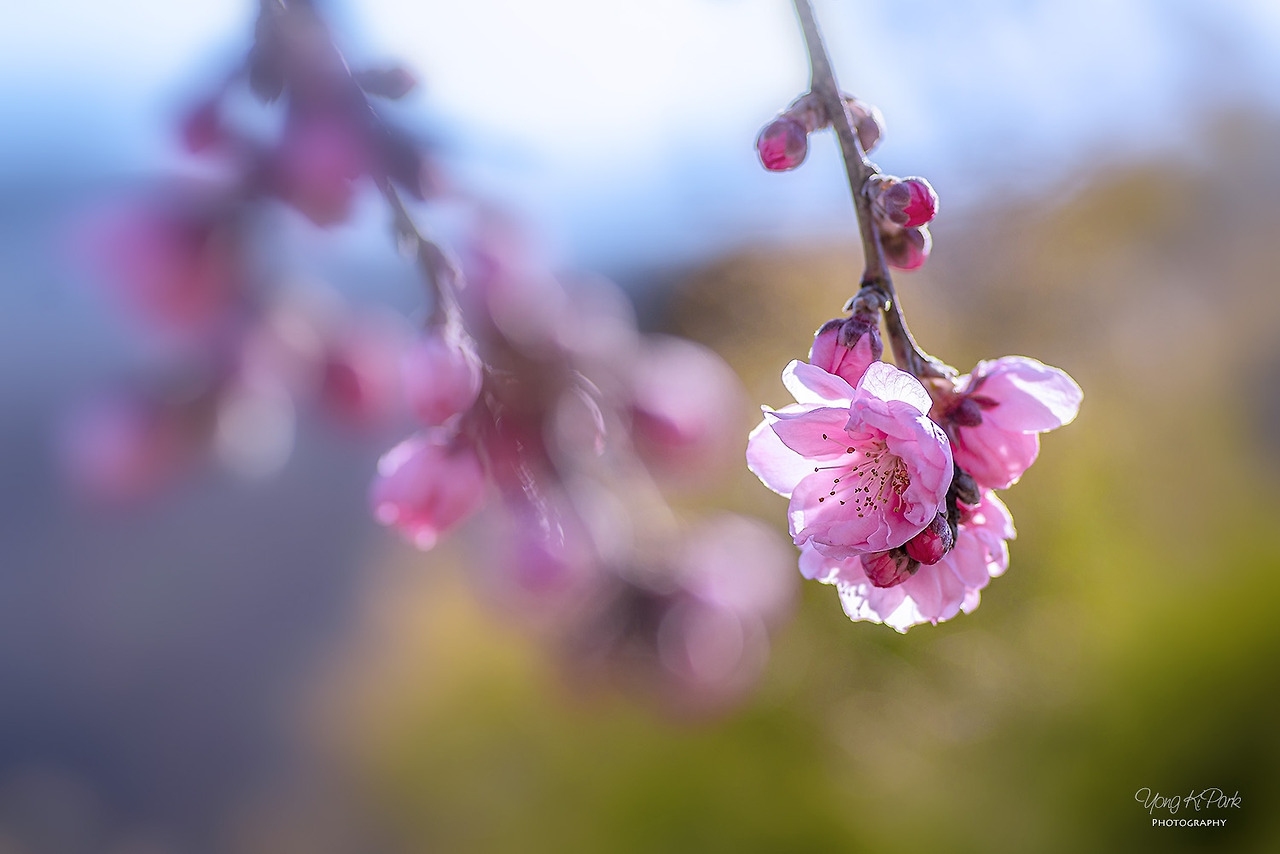 116_7905-s-Poetic spring-9.jpg