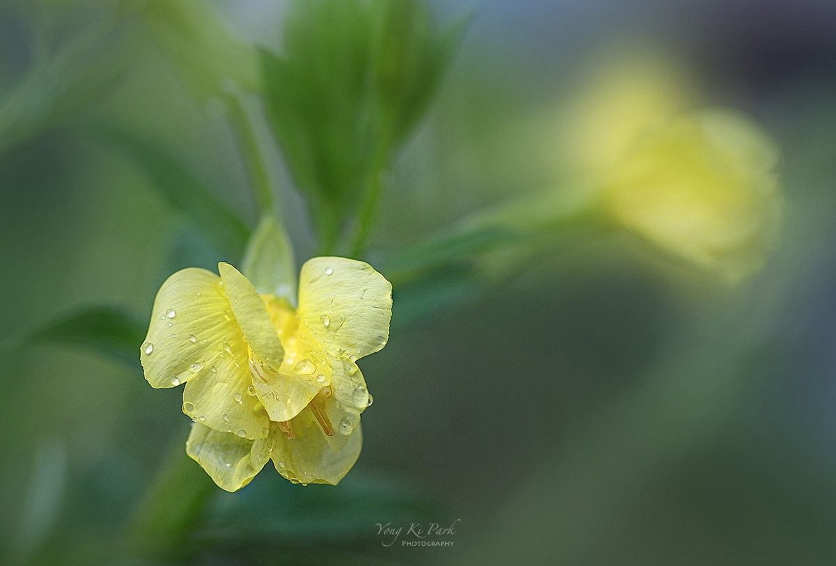 122_0153_55_56-st-c-s-Summer garden-38.jpg