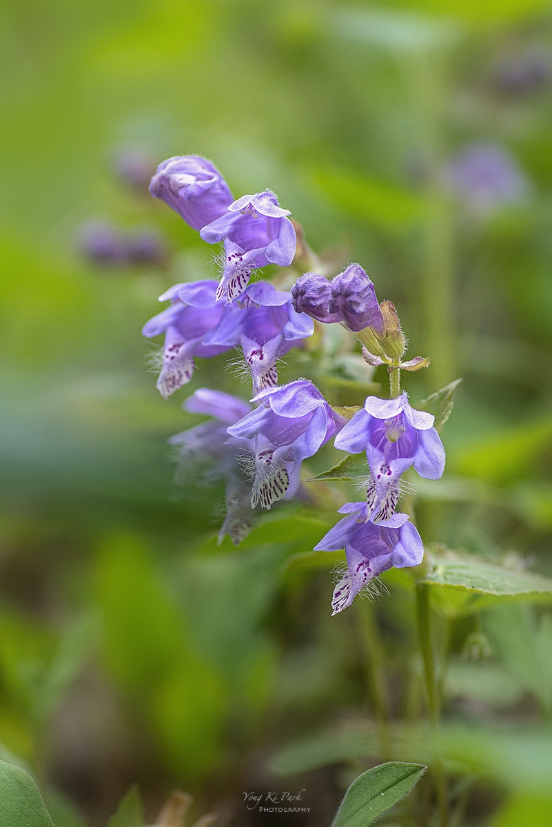 125_2547-53-st-s-The spring there-2023-14.jpg